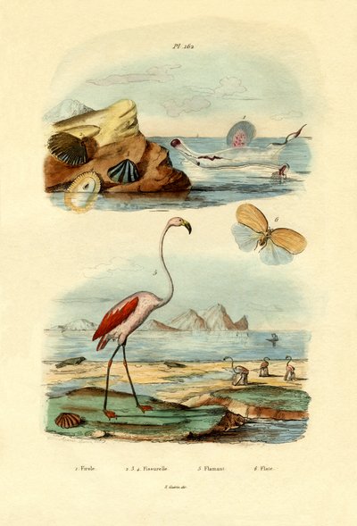 Kagylók, 1833-39 alkotó: French School